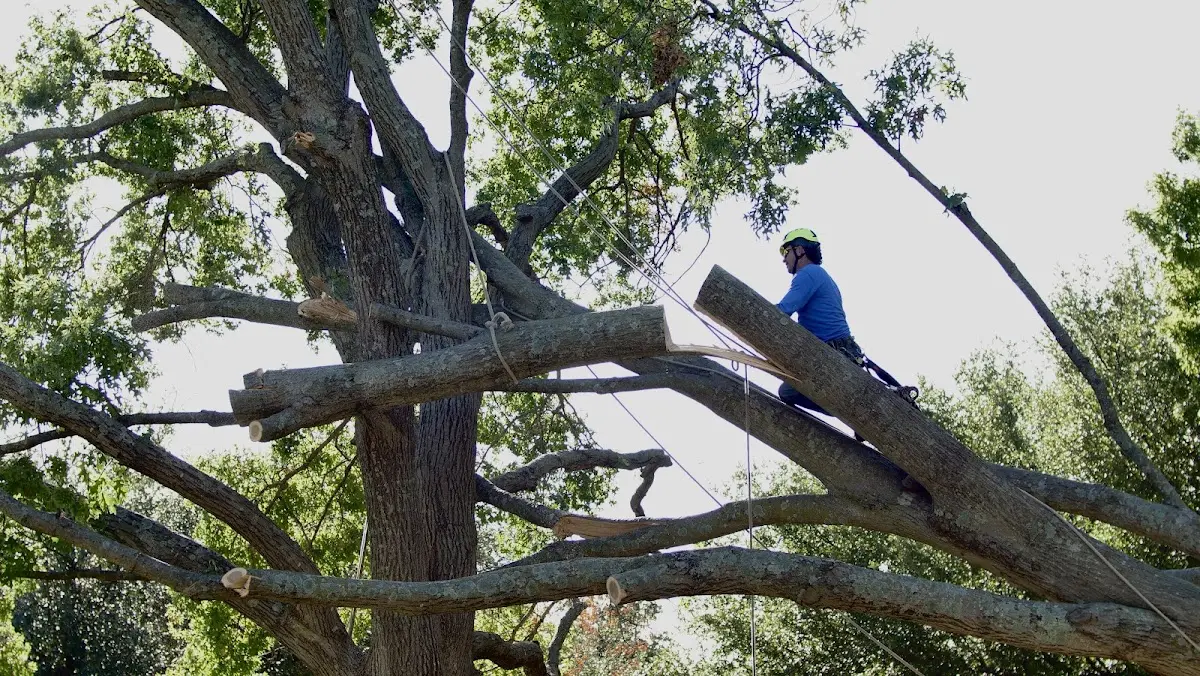 Professional Crown Thinning performed by certified arborists in Ferriday